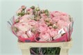 Ранункулус-Ranunculus-Romance Seine-50cm-45gr 3d86cac7-dd09-11ed-0a80-101700245b45