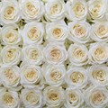 Роза-Rosa-Candlelight-60cm-OS 3d9977b8-baec-11ee-0a80-0ddb00012f91