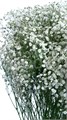 Гипсофила-Gypsophila-Over Time White-1000gr-EA 3da68fb1-1661-11ee-0a80-027f00021e76