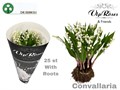 Ландыш-Convallaria-Majalus-35cm 3da893cb-dd09-11ed-0a80-101700245b48
