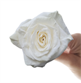 Роза-Rosa-Mondial-50cm-NR 3dbb6939-bfa9-11ec-0a80-0b4c000b5cf5