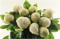 Paeonia-Пион-Duchesse De Nemours-45cm 3dbc7b99-dd09-11ed-0a80-101700245b4b