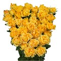 Роза куст-Rosa sp-Sun Flow-50cm--RS 3dcd1d0e-a35c-11ef-0a80-0bc200138cba