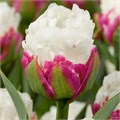 Тюльпан-Tulip-Du Ice Cream-33cm-42gr 3dcd3140-dd09-11ed-0a80-101700245b4e