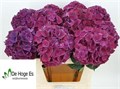 Гортензия-Hydrangea-M Mag Pink Ruby-80cm 3ddc2be0-bfa4-11ec-0a80-0b4c0006c28c