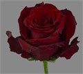 Роза-Rosa-Explorer-60cm--QA 3df2765a-6654-11ed-0a80-0bb700097a6f