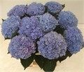 Гортензия-Hydrangea-M Mag Revolu Bl-60cm 3df82559-bfa4-11ec-0a80-0b4c0006c2b0