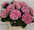 Гортензия-Hydrangea-M Mag Revolu Rz-60cm 3dfecc53-bfa4-11ec-0a80-0b4c0006c2b9