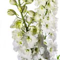 Дельфиниум-Delphinium-Snow White-80cm-Bg 3e0264c7-a93d-11ed-0a80-0cad0011658a