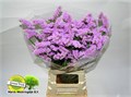 Статица-Statice-Fantasia Wings-80cm-Bg 3e1922ee-32a0-11ee-0a80-04eb0007673a