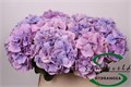 Гортензия-Hydrangea-M Marsepein Bl-80cm 3e298c87-bfa4-11ec-0a80-0b4c0006c2eb