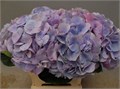 Гортензия-Hydrangea-M Marsepein Bl-75cm 3e3798c1-bfa4-11ec-0a80-0b4c0006c2fd