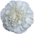 Гвоздика ST-Dianthus ST-Moon Light-FC 07166d0c-f2b2-11f0-0a80-162400064c69