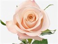 Роза-Rosa-Mother of Pearl-50cm-QA 3e51d604-bfa9-11ec-0a80-0b4c000b5e8f
