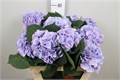 Гортензия-Hydrangea-M Marsepein Bl--75cm 3e6d732a-c0ab-11ec-0a80-04650022508b