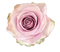 Роза-Rosa-Friends-50cm-CN 3ea004cc-6fe1-11ed-0a80-0e4b004353cb