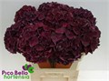 Гортензия-Hydrangea-M Mag Rubyred P-80cm 3ea6996b-bfa4-11ec-0a80-0b4c0006c389