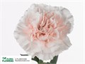Гвоздика ст-Dianthus st-Signorelli-65cm 3eae00c2-d1e4-11ed-0a80-0b0a0037b2a3