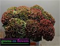 Гортензия-Hydrangea-M Mag Opal Cl-80cm 3ebb3f2b-bfa4-11ec-0a80-0b4c0006c3a4