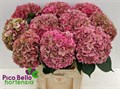 Гортензия-Hydrangea-M Ch Rodeo Cl--80cm 3ebf0a5d-7f30-11f0-0a80-0d9f00070301