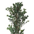 Эвкалипт-Eucalyptus-Gunni-GW 3ebf800e-bfa6-11ec-0a80-0b4c0008a852