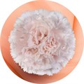 Гвоздика ST-Dianthus ST-Brut-FC 071f91bd-f2b2-11f0-0a80-162400064c73