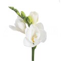 Фрезия-Freesia-Du Belleville-56cm-28gr 3ecb2ba6-d1e4-11ed-0a80-0b0a0037b2ab