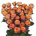 Роза куст-Rosa sp-Land of Fire-60cm-Ks 3edbb396-cd00-11ef-0a80-1584005672f1