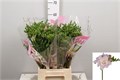Фрезия-Freesia-Du Rosario-52cm-22gr 3ee482e3-d1e4-11ed-0a80-0b0a0037b2b4