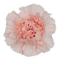 Гвоздика ST-Dianthus ST-Hanoi-FC 0722b2a6-f2b2-11f0-0a80-162400064c76