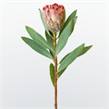 Протея-Protea-Didi-50cm 3eeee213-ec86-11ec-0a80-0958000c57db