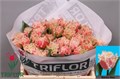 Тюльпан-Tulip-Fr Byron Bay-34cm-38gr 3ef28c6d-dd09-11ed-0a80-101700245b64