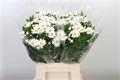 Ромашка-Leucantemum-Vulg White-40cm 3ef9035e-d1e4-11ed-0a80-0b0a0037b2b7
