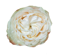 Роза-Rosa-Magnolia Rose-50cm-BA 3f02f39c-badf-11ee-0a80-10bd0000abe3