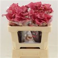 Калла-Zantedechia-Capt Hollywood-65cm 3f05b3e5-ec86-11ec-0a80-0958000c57de