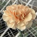 Гвоздика-Dianthus-CRIMEA 70cm 3f188dd4-f812-11ef-0a80-0194001aa551