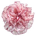 Гвоздика ST-Dianthus ST-Damascus-FC 0727458a-f2b2-11f0-0a80-162400064c79