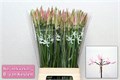 Нерине-Nerine-Bo Vesta K-/60cm 3f18eec9-b3e8-11ef-0a80-14220014a21b