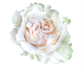 Роза-Rosa-Cotton Xpression-60cm-IS 3f1f3a26-d1a9-11ee-0a80-05670016778c