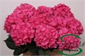 Гортензия-Hydrangea-M Rodeo Rd-60cm 3f1fb507-bfa4-11ec-0a80-0b4c0006c41c