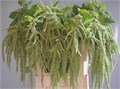 Амарант-Amaranthus-Ca Viridis-80cm 3f2ad369-17cb-11ed-0a80-00b300239080