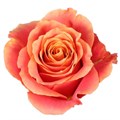 Роза-Rosa-Martina-60cm-AG 3f3039f1-91a0-11ed-0a80-061c000e6af5