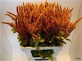Амарант-Amaranthus-Cr Hot Biscuits-65cm 3f327006-17cb-11ed-0a80-00b300239083