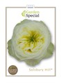 Роза-Rosa-Gr Solsbury Hill-50cm 3f347400-d1e4-11ed-0a80-0b0a0037b2be