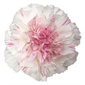 Гвоздика ST-Dianthus ST-Yukari Cherry-FC 072a9ea0-f2b2-11f0-0a80-162400064c7c
