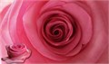 Роза-Rosa-Revival-50cm-TU 3f360185-0c19-11ed-0a80-03f80037b17b