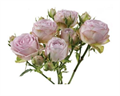 Роза куст-Rosa tr-Silver Lace-50cm 3f3d1883-d1e4-11ed-0a80-0b0a0037b2c2