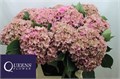 Гортензия-Hydrangea-M Royal Kiss Cl-70cm 3f42f5d8-bfa4-11ec-0a80-0b4c0006c445