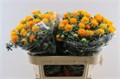 Картамус-Carthamus-Tinctorius-75cm-31gr 3f484e79-17cb-11ed-0a80-00b300239086