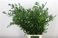 Рускус-Ruscus-100cm 3f5792de-ec86-11ec-0a80-0958000c57e4